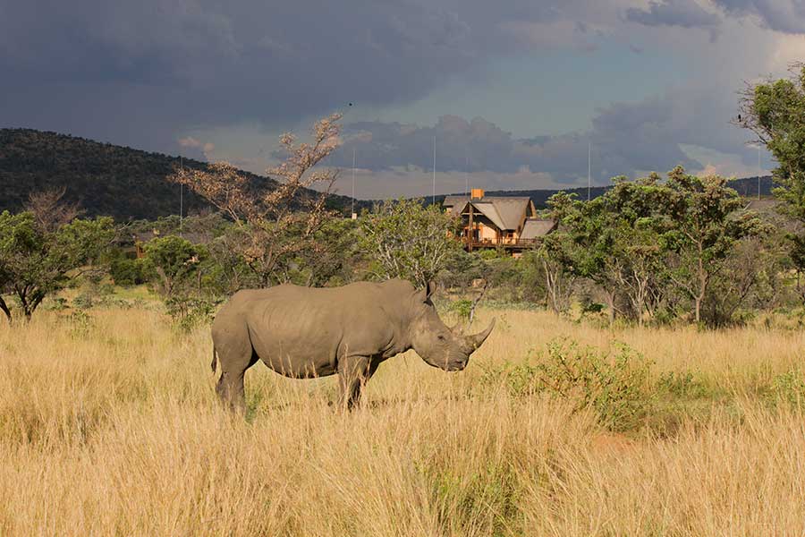 kololo game reserve rhino