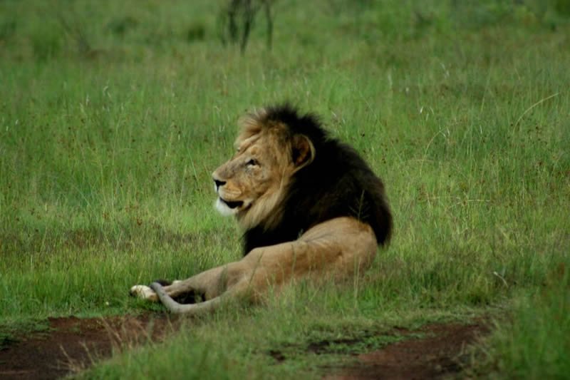 Safari lodges in south africa